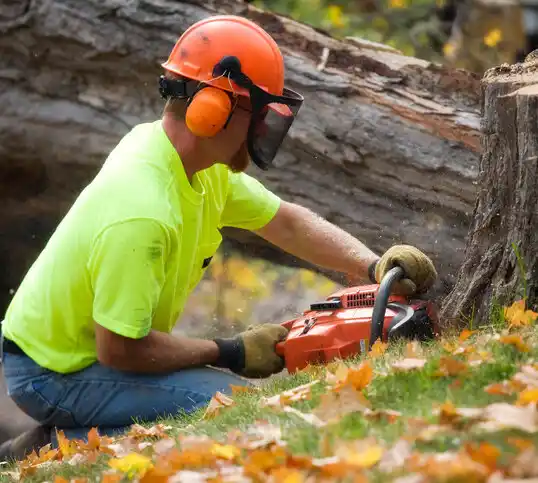 tree services Baldwinsville